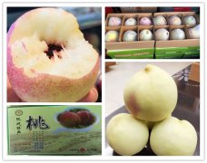 中華壽大肥桃上市銷(xiāo)售啦！